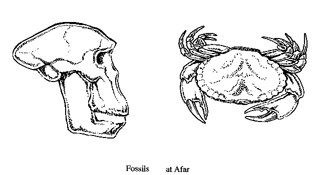 Fossils at Afar: picture of
proto-human skull and crab.