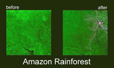 mother gaea's virgin rainforest before and after industrial intervention