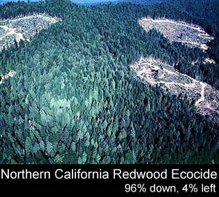Northern California Redwood Ecocide