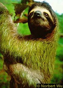 3-toed sloth with photosynthetic fur