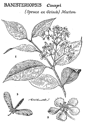 banisteriopsis caapi