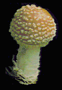 amanita muscaria