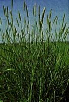 Phalaris Tuberosa