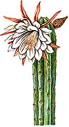 Trichocereus terscheckii