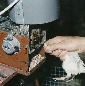 Beak clipping